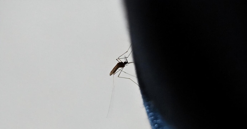  夏季居家驱蚊指南：天然植物盆栽获取与养护全攻略 家电市场