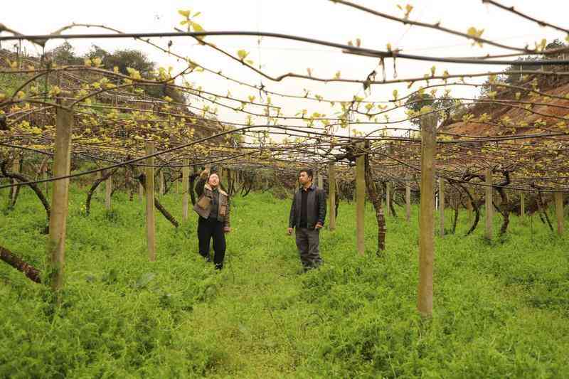 【技术深挖】山地猕猴桃的绿色革命：绿肥·避雨棚·酵素三位一体种植新法