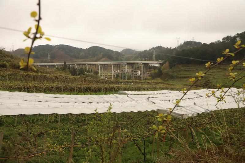  【技术深挖】山地猕猴桃的绿色革命：绿肥·避雨棚·酵素三位一体种植新法 新闻