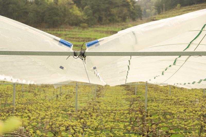  【技术深挖】山地猕猴桃的绿色革命：绿肥·避雨棚·酵素三位一体种植新法 新闻