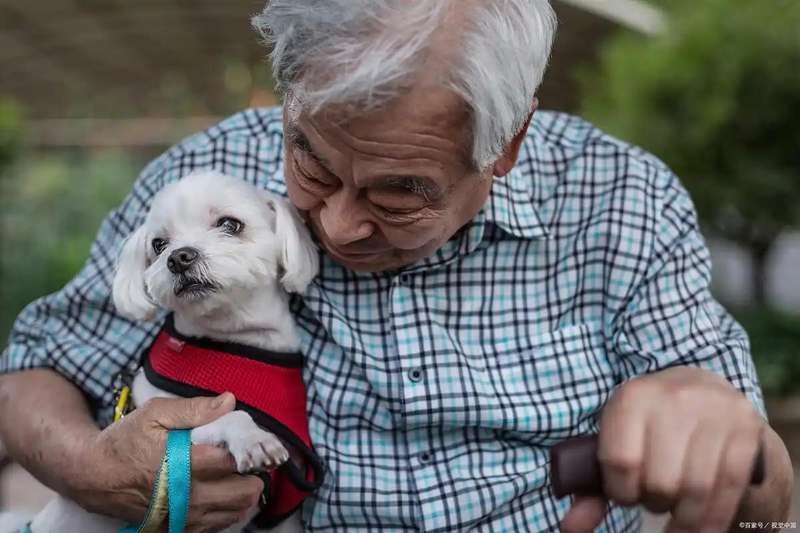  「老年健康新视角」从生理节律到认知参与：宠物陪伴如何重塑老年人生活状态 健康养生