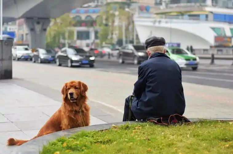  「老年健康新视角」从生理节律到认知参与：宠物陪伴如何重塑老年人生活状态 健康养生