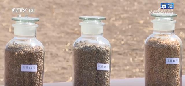  北斗导航+免耕播种：高原青稞春播的精准农业实践 IT技术